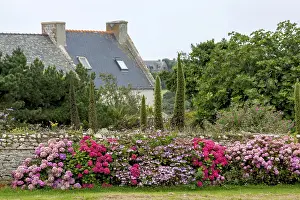 Ornamental Shrub In Bloom Prints: Hydrangeas in front of an old stone wall