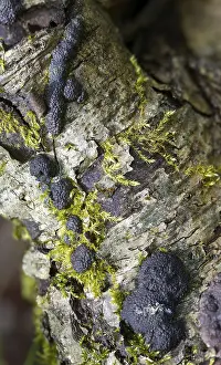 Images Dated 8th April 2024: Hypoxylon multiforme Print in Vertical Format