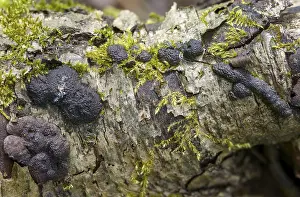 Images Dated 8th April 2024: Hypoxylon multiforme Print