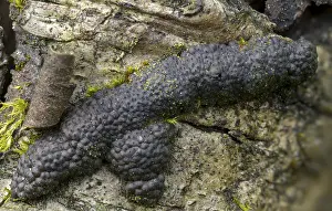 Images Dated 8th April 2024: Print of Hypoxylon multiforme Fungi