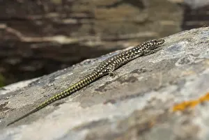 European Wall Lizard Prints: Iberian wall lizard, Iberian wall lizard