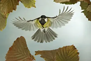 In Flight Birds Prints: iblask00564428.jpg