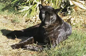 Black Asian Leopard Print, Resting in Clearing