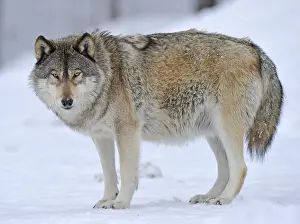 Mackenzie Valley Wolf Print - Canadian Timber Wolf in Snow