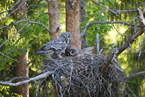 Great Grey Owl Prints: iblrob01809446.jpg