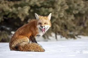 Red Fox Print: Vulpes vulpes in Quebec, Canada