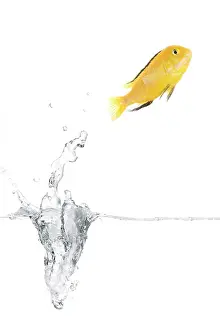 Imagebroker.com Search Results Prints: ibxtlf00823799