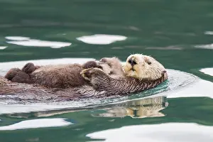 Prints of Adult sea otter (Enhydra lutris kenyoni) mother and pup in Inian Pass, Southeastern Alaska, United States of America Sea Otter Prints: Adult Sea Otter Mother and Pup Print