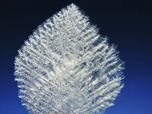 Ice Crystal Macro Prints: Ice crystal