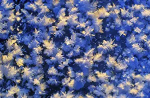 Pomeranian In Winter Scene Prints: Ice crystals