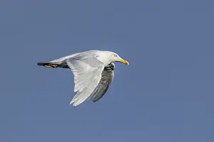 Charadriiformes Bird Photography Prints: Ice gull, Larus hyperboreus