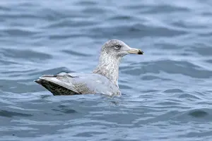 Empty Natural Environment Prints: Ice gull, Larus hyperboreus