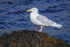 Wildlife Photography Waterfowl Prints: Ice gull, Larus hyperboreus