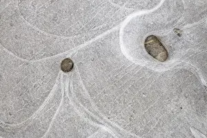 Wavy Ice Structure Prints: Ice patterns in a puddle, Hesse, Germany