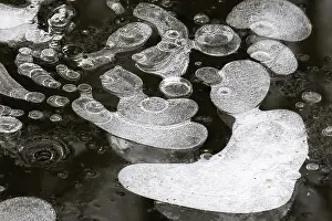 Ice Structures In Puddle Prints: Ice structures in a puddle, air pockets in the ice