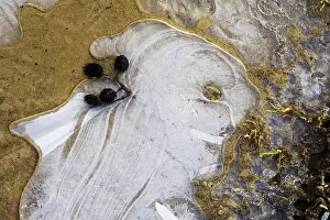 Ice Structures In Puddle Prints: Ice structures in a puddle, air pockets in the ice