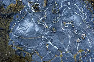 Ice Structures Germany Prints: Ice structures in a puddle, Hesse, Germany