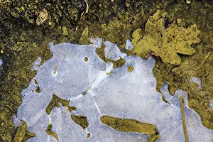 Frosty Waterfront Scene Prints: Ice structures in a puddle, Hesse, Germany