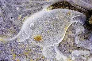 German Winter Landscapes Prints: Ice structures in a puddle, Hesse, Germany