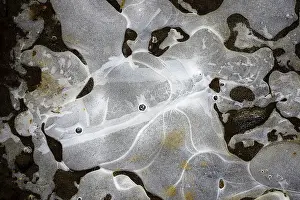 Ice Structures Germany Prints: Ice structures in a puddle, Hesse, Germany