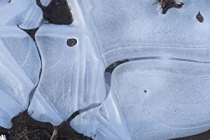 Ice Structures Germany Prints: Ice structures in a puddle, Hesse, Germany