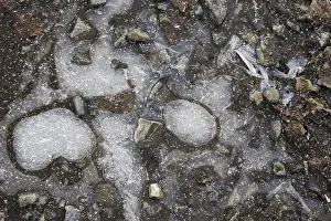 Winter Scene Germany Prints: Ice structures in a puddle, Hesse, Germany