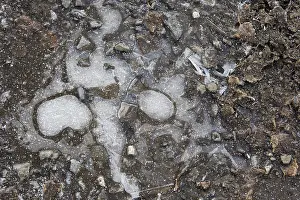 Central Europe Winter Time Prints: Ice structures in a puddle, Hesse, Germany