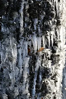 Wintry Germany Prints: Ice, Winter, Germany