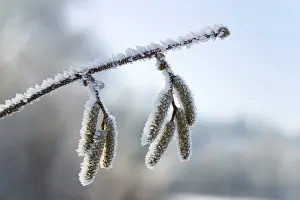 Ice Crystal Formation Prints: Iced branch