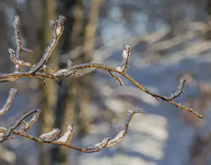 Frozen Landscape Prints: Iced branches