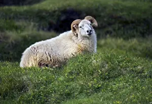 Prints of Icelandic frame Icelandic Sheep Prints: Icelandic Landscape Print