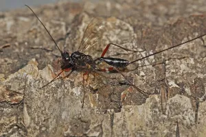 Ichneumon Wasp Prints: Ichneumon wasp