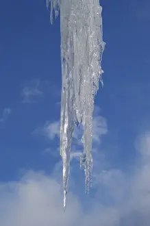 Icicle Close Up Prints: Icicles