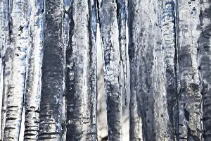 Close Up Icicle Detail Prints: Icicles