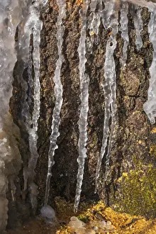 Deserted Winter Scene Prints: Icicles on a tree stump in sunshine