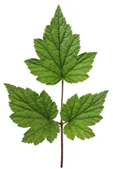Isolated White Background Prints: Ideal green leaf from three small leaflets