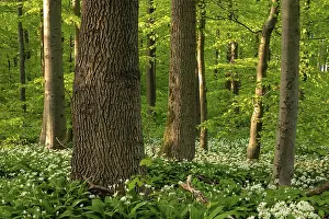 Wild Garlic Bloom Prints: An idyllic deciduous forest in spring
