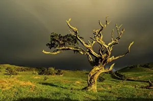 Pico Island Portugal Prints: Illuminated old tree with dark thundercloud