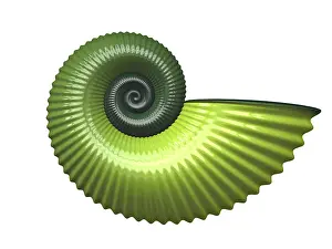 Wildlife Photography Images Prints: An illustration of a beautiful shell