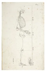 Human Skeleton Prints: Illustration of a human skeleton