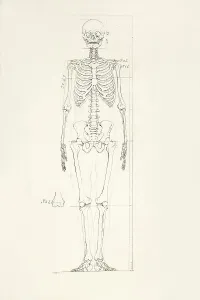 Human Skeleton Prints: Illustration of a human skeleton