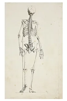 Human Skeleton Print - Anatomical Illustration