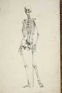 Skeletal System Illustration Prints: Illustration of a human skeleton