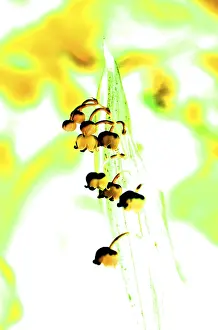 White Flower Prints: Ily of the valley