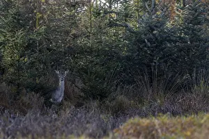 Northern Germany Nature Reserve Prints: While I'm still busy setting up the camera