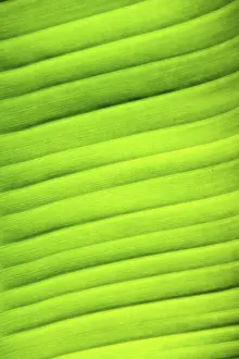 Deserted Plant Leaves Prints: Image background - leaf structure