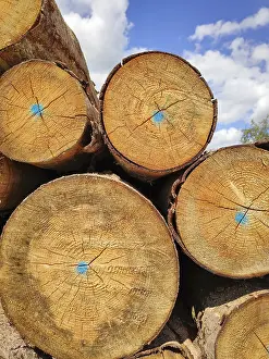 Uninhabited Forest Scene Prints: An image of a batch of wood with blue dots
