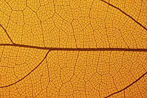 Macro Close Up Photography Prints: This image captures the intricate texture of a leaf skeleton