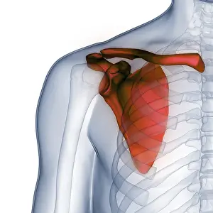 Anatomical Illustration Prints: Image converted using ifftoany