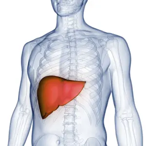Anatomical Representation Prints: Image converted using ifftoany